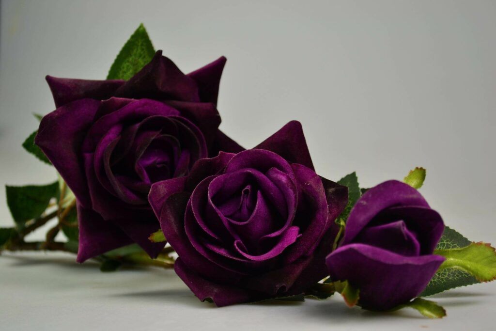 보라색 장미(Purple rose)
