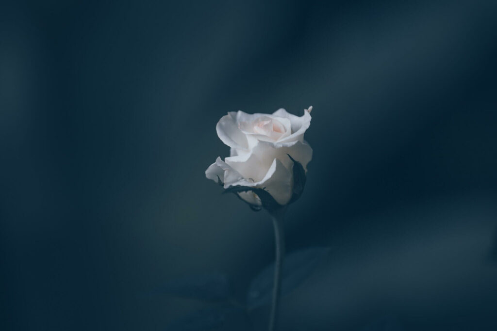 흰색 장미(White rose)