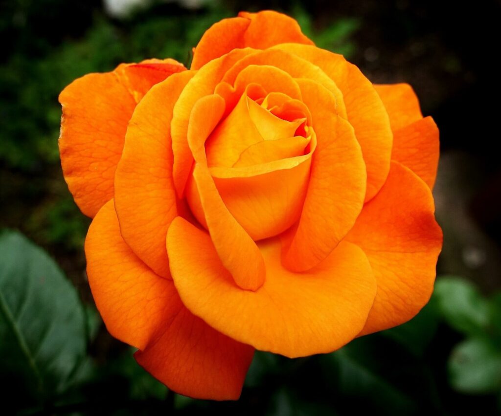 주황색 장미(Orange rose)