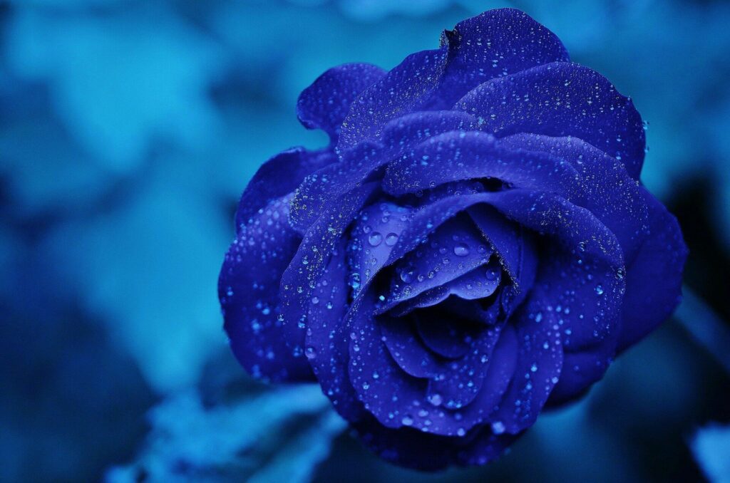 파란 장미(Blue rose)