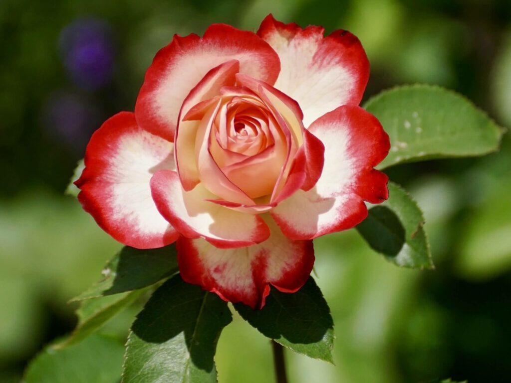 빨간색 흰색 장미(Red an White rose)